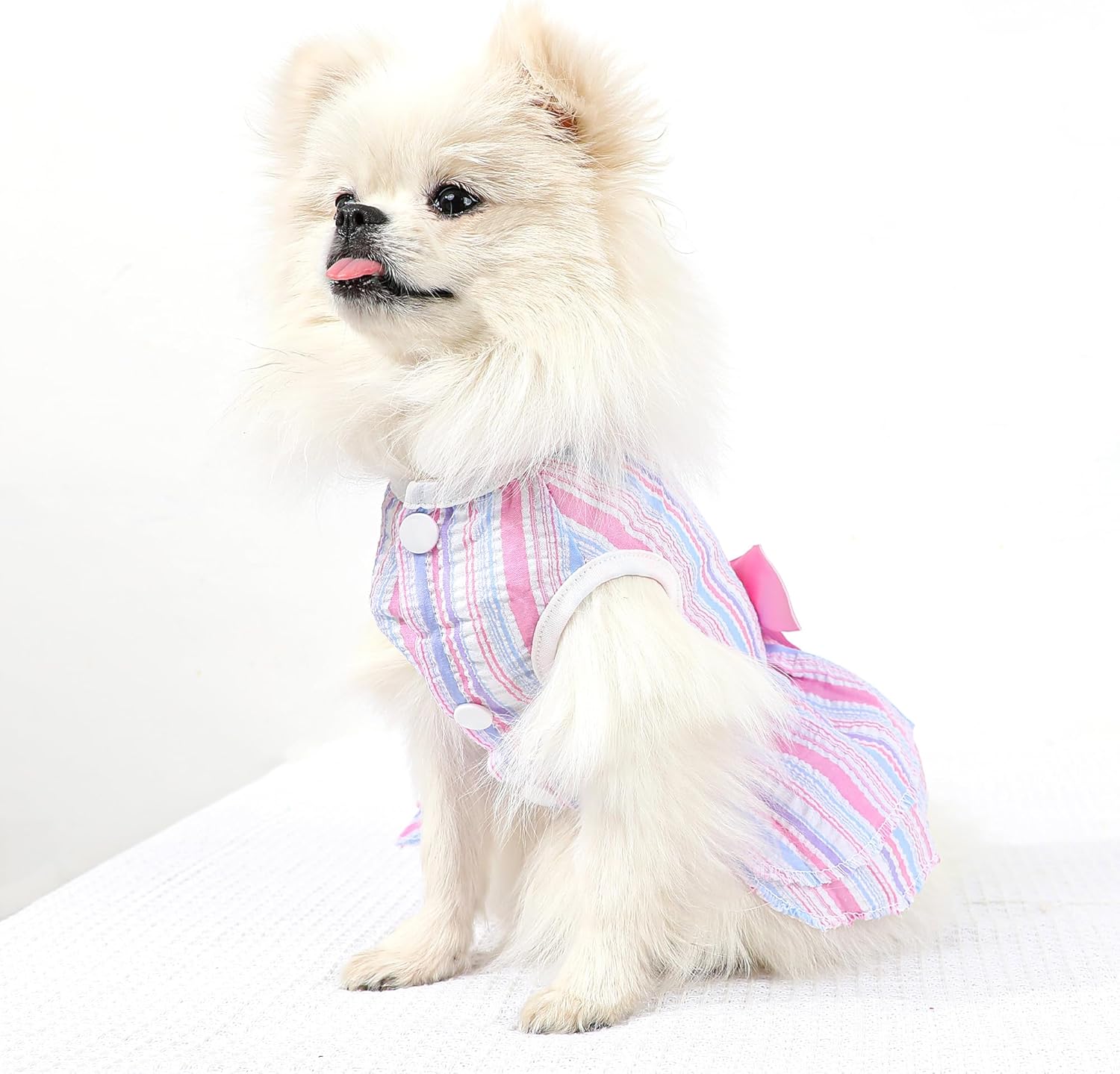 Small white dog wearing a colorful striped shirt on a white background
