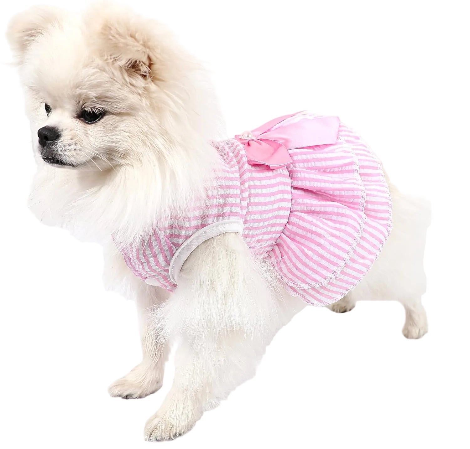 Small white dog wearing a pink and white striped dress with a bow on a white background